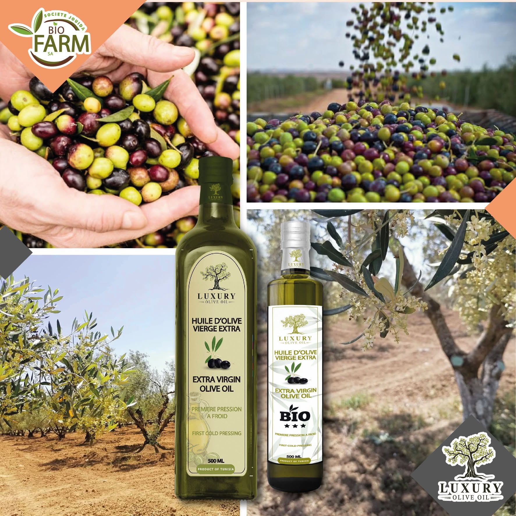 Huile d’olive vierge extra biologique